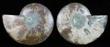 Cut & Polished Ammonite Fossil - Agatized #58716-1